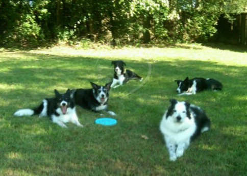 All of us border collies
