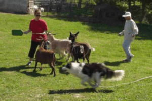 Billy herding goats