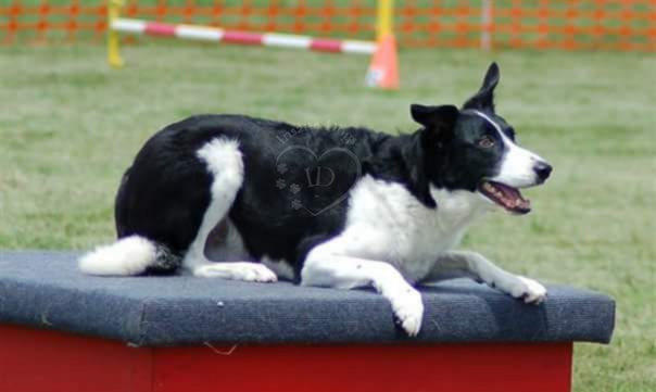 Charlie - border collie agility
