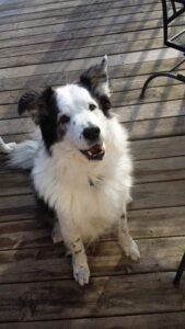 Border collie Billy happy