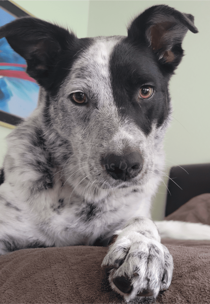 Rex border collie heeler brown eyes