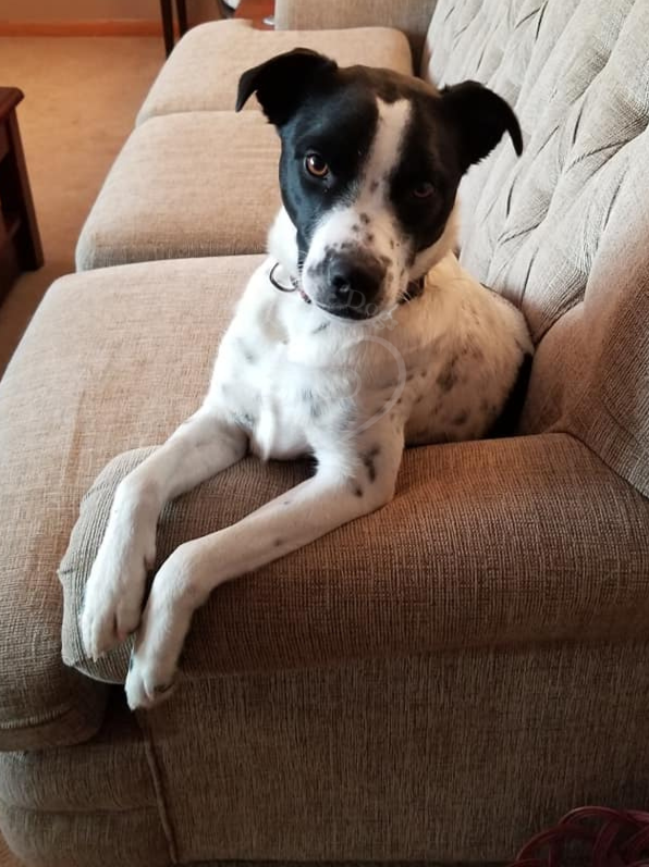 Isla cutie pre-valley fever