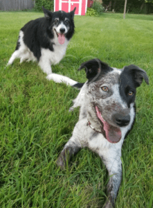 Muddy border collie Rex and Wiggs