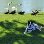 Our valley fever pup Isla relaxing with the ducks.