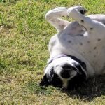 Isla smiling after valley fever