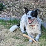 Border Collie Rex with antler