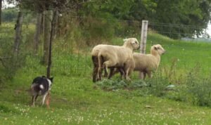 Blaze herding sheep (lamb) Diaries picture