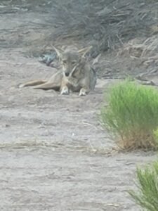 Coyote week - coyote in wash