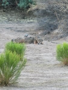 Coyote pair in wash