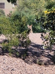 Crazy Coyote in wash