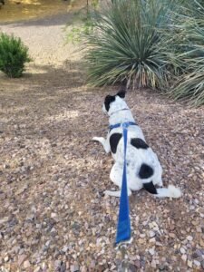 Isla watching for bunnies