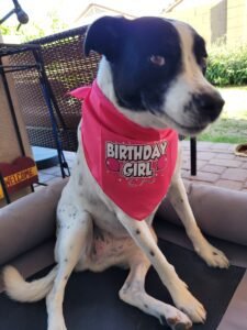 Isla cute birthday bandana