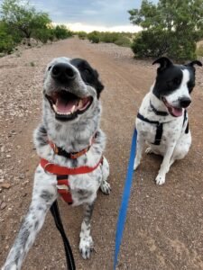 Rex and Isla coyote week - on hold