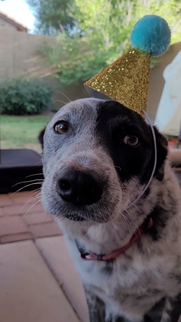 Rex in birthday hat