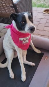 Isla birthday bandana