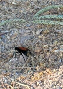 Tarantula hawk