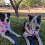 Rex and Isla walk break