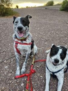 Rex and Isla rainy day walk