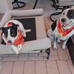 Rex and Isla football week