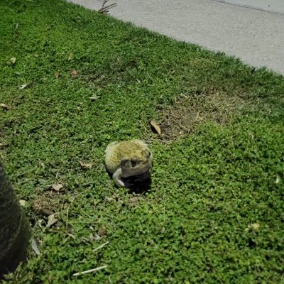 Sonoran Desert Toad summertime walk