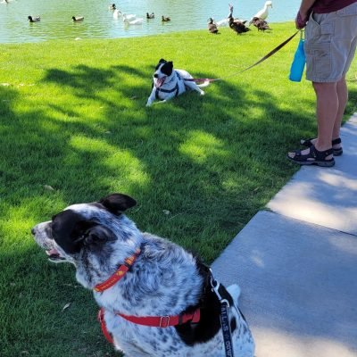 Rex and Isla summer walk shade