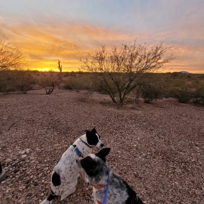 Rex and Isla early morning summer walk
