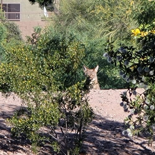 Coyote adventure