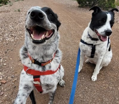 Rex and Isla coyote week - on hold