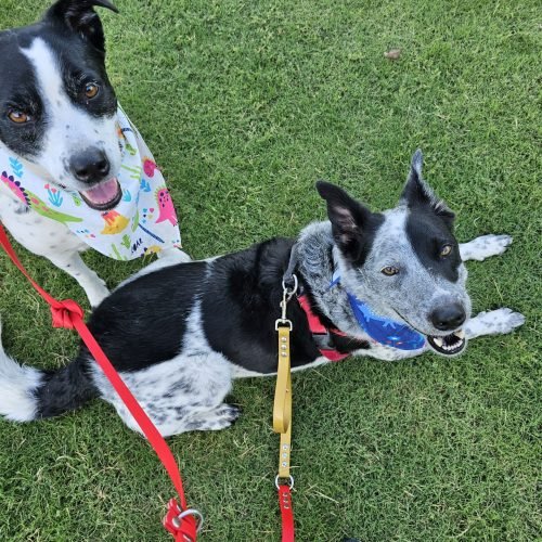 Isla walking football week