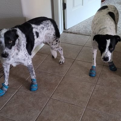 Rex and Isla summer walk with booties