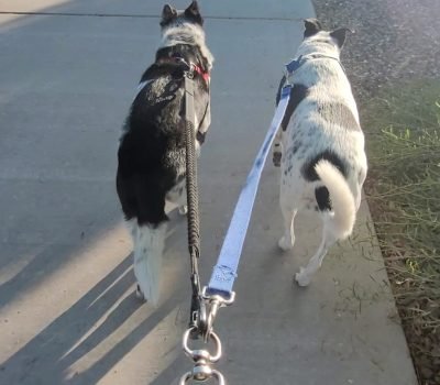 Isla and Rex exciting walk morning