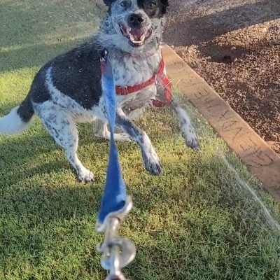 Rex summer walk hydrating