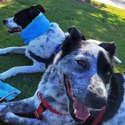 Rex and Isla summer walk break