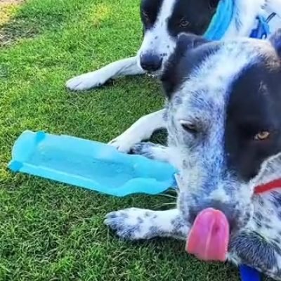 Rex and Isla summer walk dog day water break