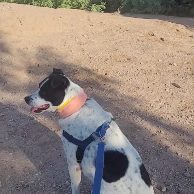 Isla cooling collar