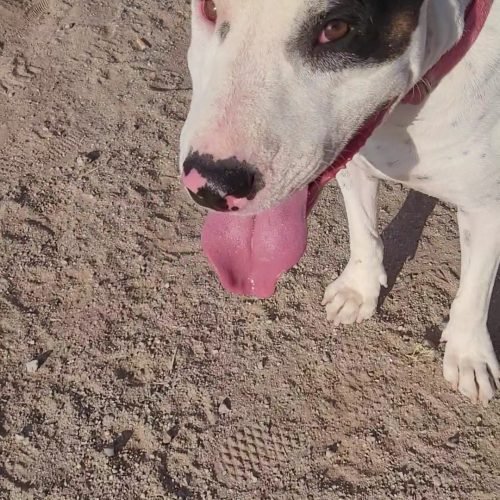 Sunshine lizard girl dog day