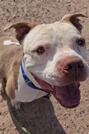 Bowzer Shelter Dog Day Rain Week