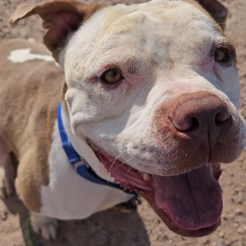 Bowzer Shelter Dog Day Rain Week