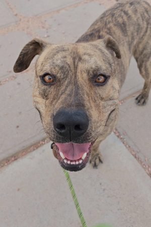 Luca Shelter Dog Rain Week