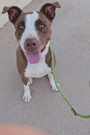 Ariat Shelter Dog Rain Week