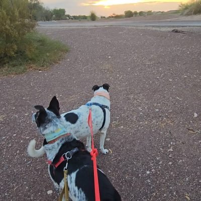 Rex and Isla walk Rain week