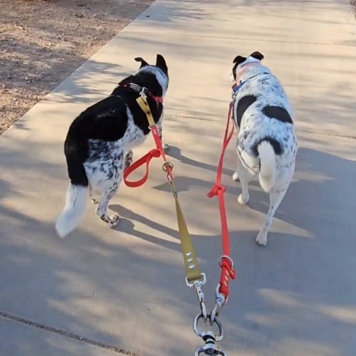 Isla Rex walk football week