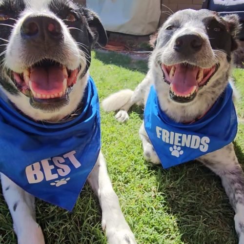 Rex and Isla International Dog Day