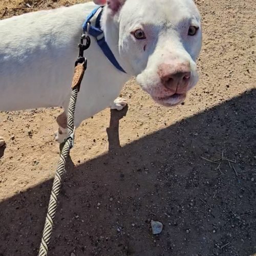 Roscoe shelter dog football week