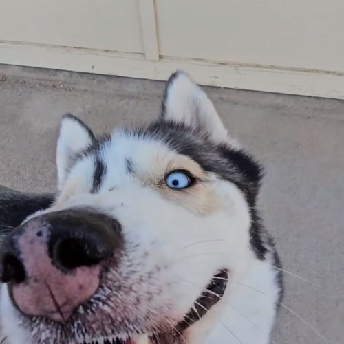 Tyler shelter dog football week