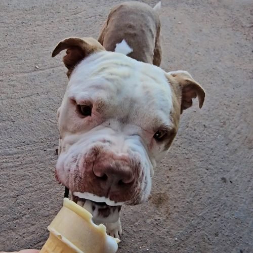 Bowser shelter dog football week