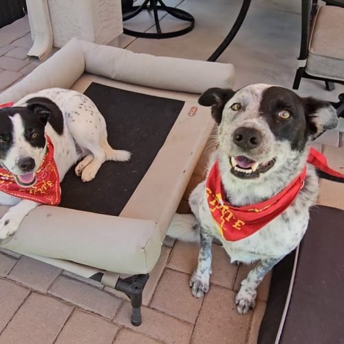 Rex and Isla ready for football game
