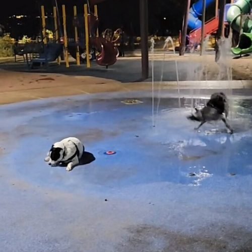 Rex and Isla broken splash pad