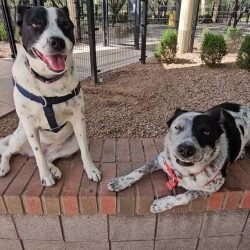 Rex and Isla Walk Your Dog Week