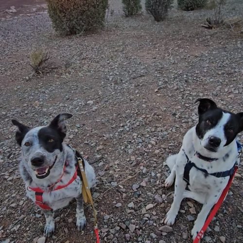 Rex and Isla Bunny Park Walk